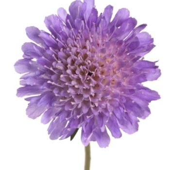 Scabiosa