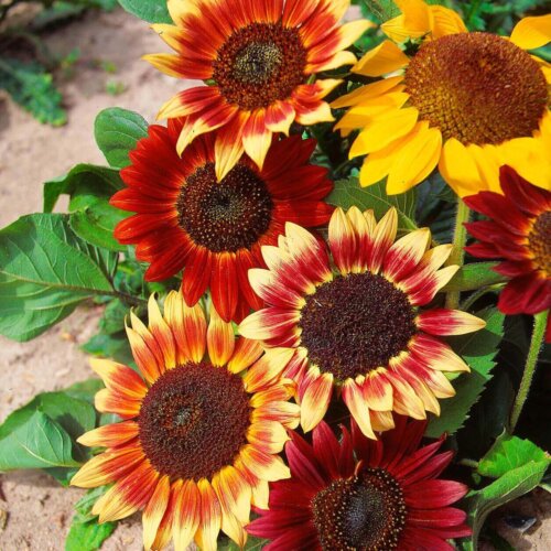 Colour Fashion Mixed Sunflower Seeds 6125 | OSC Seeds