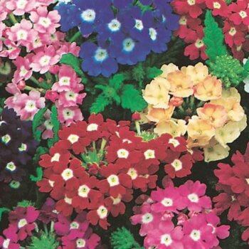 Verbena