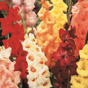 Gladiolus Bulbs