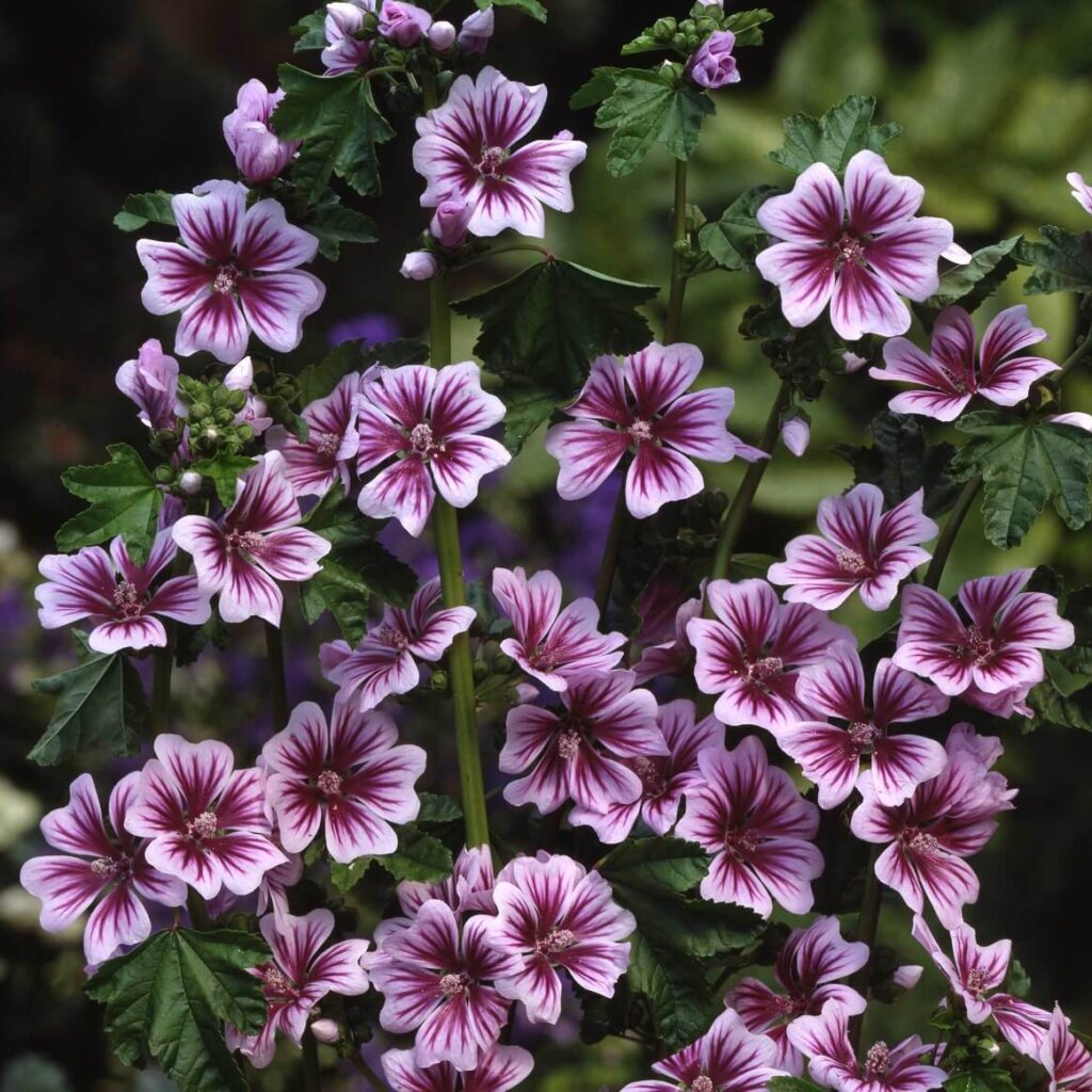 Zebrina Malva Seeds 6560 | OSC Seeds