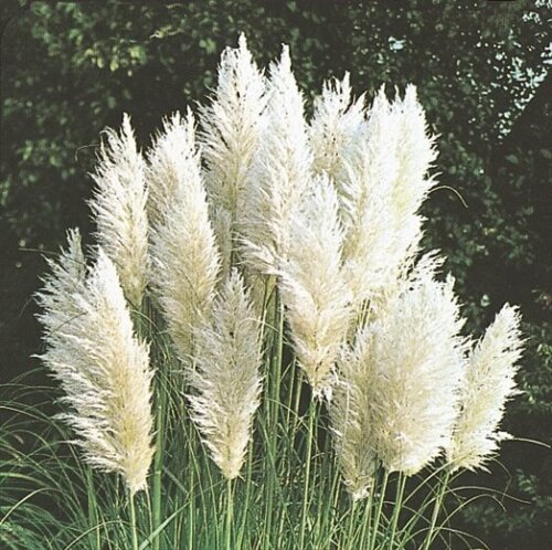 thumbnail image 2 of White Pampas Ornamental Grass Seeds – Over 1,000 Seeds – USA Grown & Shipped – Deer Resistant 2 of 5