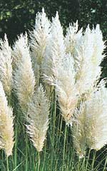 Pampas plume/ornamental grass 115cm high - 3pcs - natural