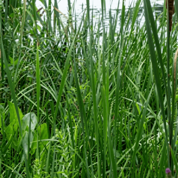 Stormwater Pond Native Seed Mixture 8190