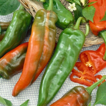 Pepper Seeds