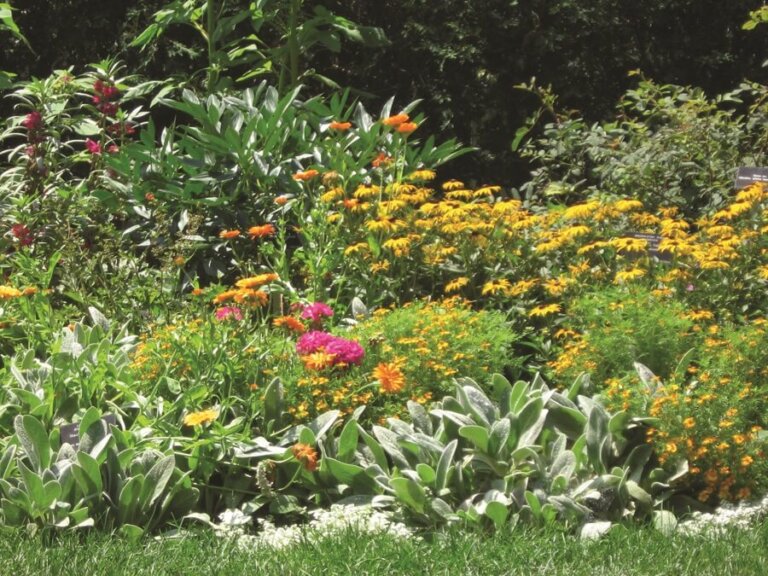 Beneficial Insect Seed Mixture 6800 OSC Seeds