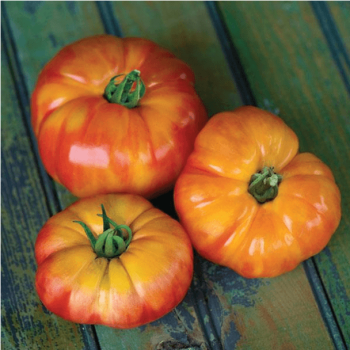 Big Rainbow Tomato Seeds (Aimers International) 2975