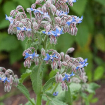 Heirloom Borage Seeds