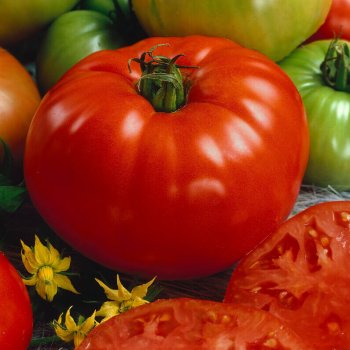 Brandywine Tomato Seeds 2385