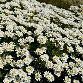 Candytuft Seeds 6390
