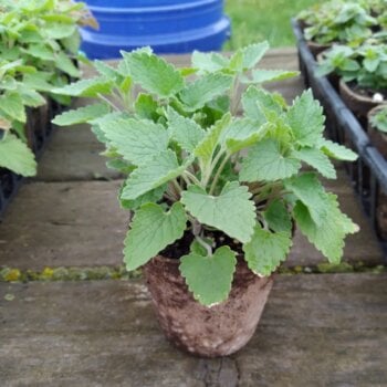 Catnip Seeds