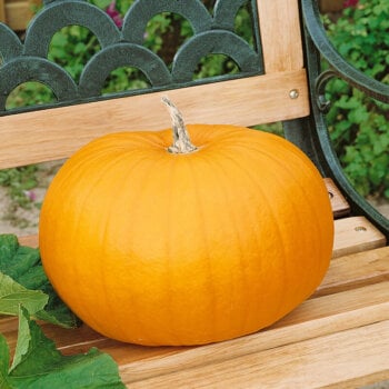 Heirloom Pumpkin Seeds