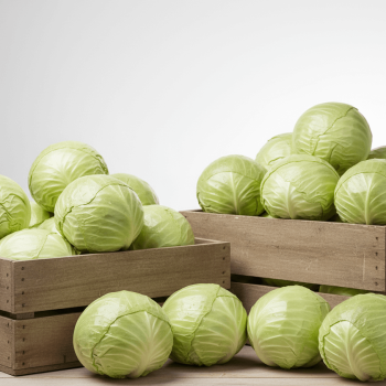 Copenhagen Market Cabbage Seeds 1305