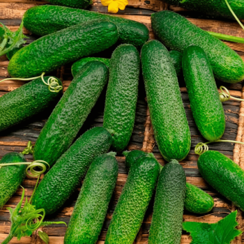 Corentine Hybrid Cucumber Seeds (Pickling Type) 1617