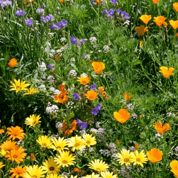 Deer Resistant Wildflower Seed Mixture 6815