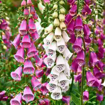 Foxglove