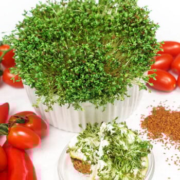 Heirloom Cress Seeds