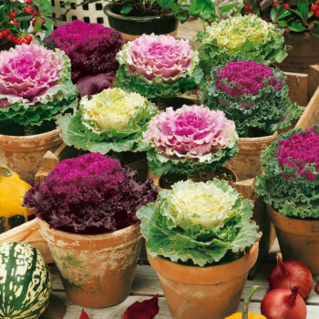 Flowering Cabbage