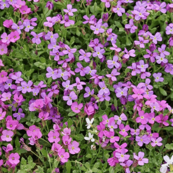 False Rock Cress Aubretia Seeds 6340
