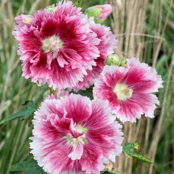Hollyhocks