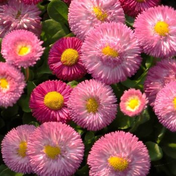 Giant Double Mixed English Daisy Bell Seeds 6450