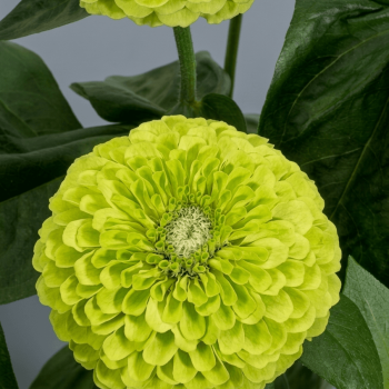 Giant Lime Hybrid Zinnia Seeds 6285