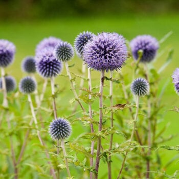 Globe Thistle