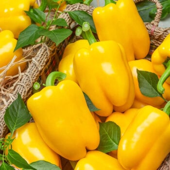 Sweet Bell Pepper Seeds