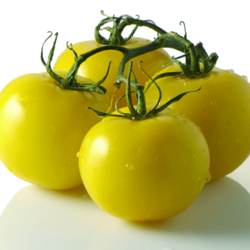 Golden Queen or Jubilee Tomato Seeds (Yellow Fruited Type) 2340