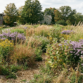 Simcoe County Hardy Drought Resistant Native Seed Mixture 8150