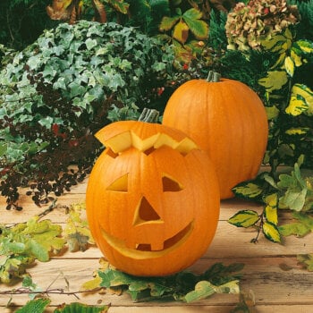 Pumpkin Seeds