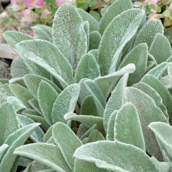 Lamb's Ear