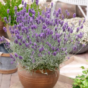 Heirloom Lavender Seeds