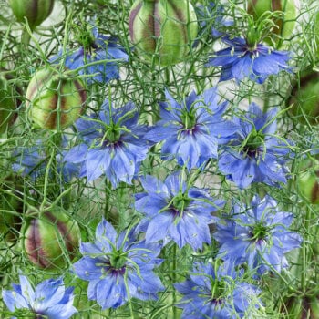 Nigella