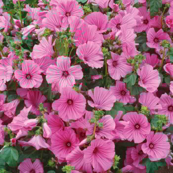 Lavatera