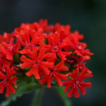 Lychnis