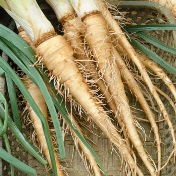 Heirloom Salsify Seeds