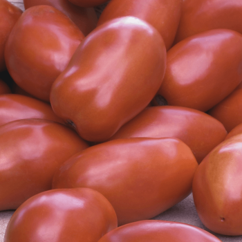 San Marzano Organic Tomato Seeds 4201