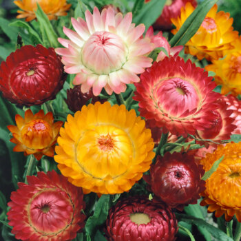 Helichrysum