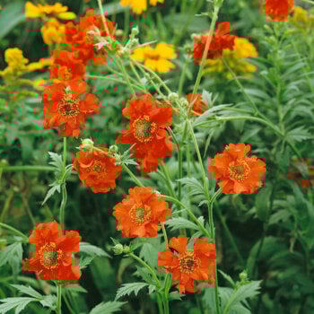 Geum