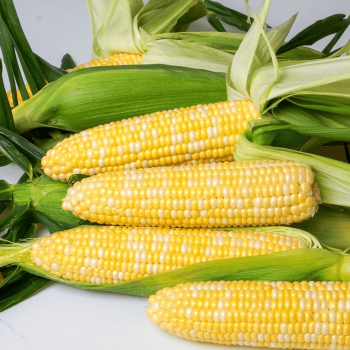 Nirvana Sweet Corn Hybrid Seeds (Augmented Bi-Colour Type) 1577