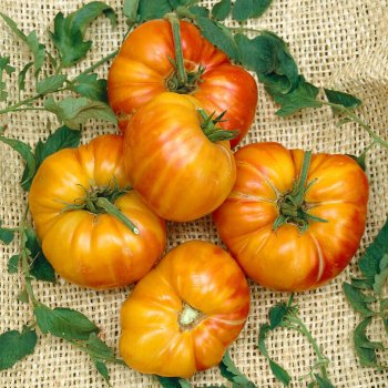 Old German Tomato Seeds 2400