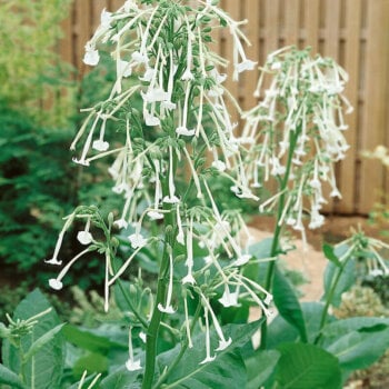 Flowering Tobacco