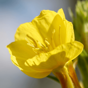 Ozark Sundrop Seeds 6570