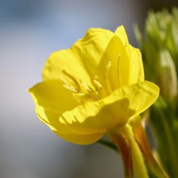 Ozark Sundrop