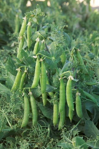 Sugar Lace II Snap Pea Seeds (Aimers International) 2890