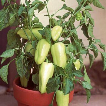 Gypsy Hybrid Pepper Seeds (Specialty Sweet Type) 1890