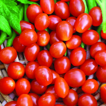 Principe Borghese Tomato Seeds (Aimers International) 2985