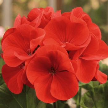 Red Hybrid Geranium Seeds (Maverick Series) 5290
