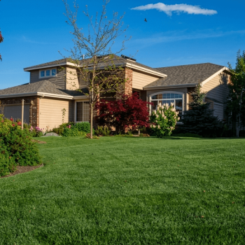 Right Kentucky Bluegrass Lawn Seed 7090